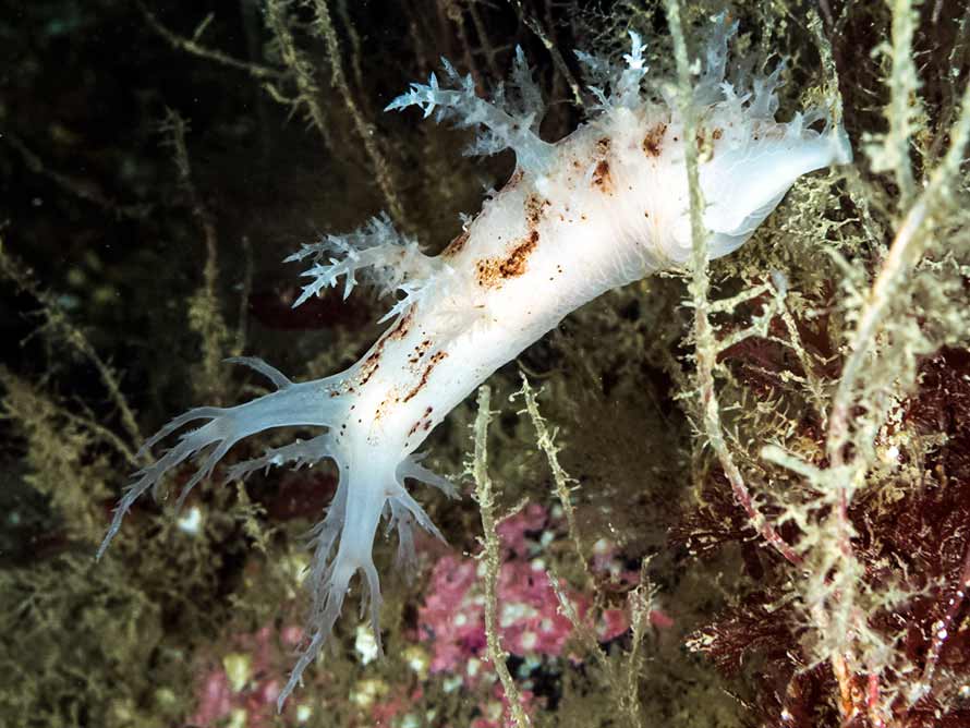Dendronotus Europaeus dendronotus-europaeus